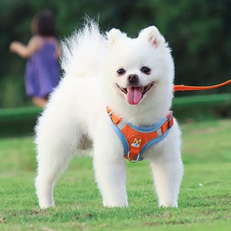 Dog Harness with Leash Set